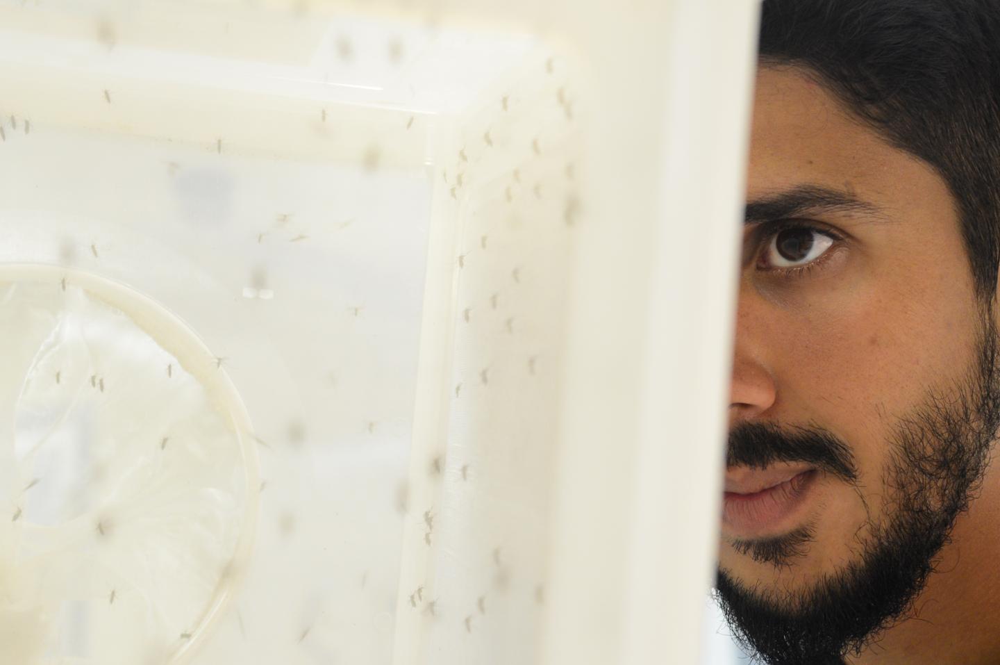Researcher Looking at <em>Aedes</em> Mosquitoes