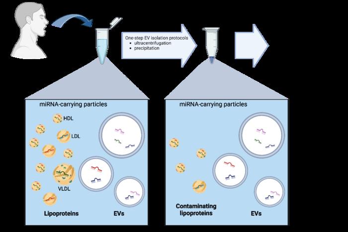 Besides EVs, saliva carries other particulate sources of miRNAs, such as lipoproteins. Commonly used one-step EV isolation protocols (such as UC and PEG or commercial kit precipitation) fail to remove all lipoproteins from EV preparations, which could act