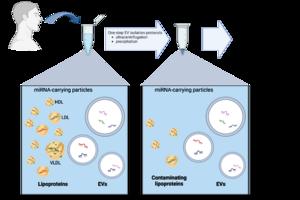 Besides EVs, saliva carries other particulate sources of miRNAs, such as lipoproteins. Commonly used one-step EV isolation protocols (such as UC and PEG or commercial kit precipitation) fail to remove all lipoproteins from EV preparations, which could act