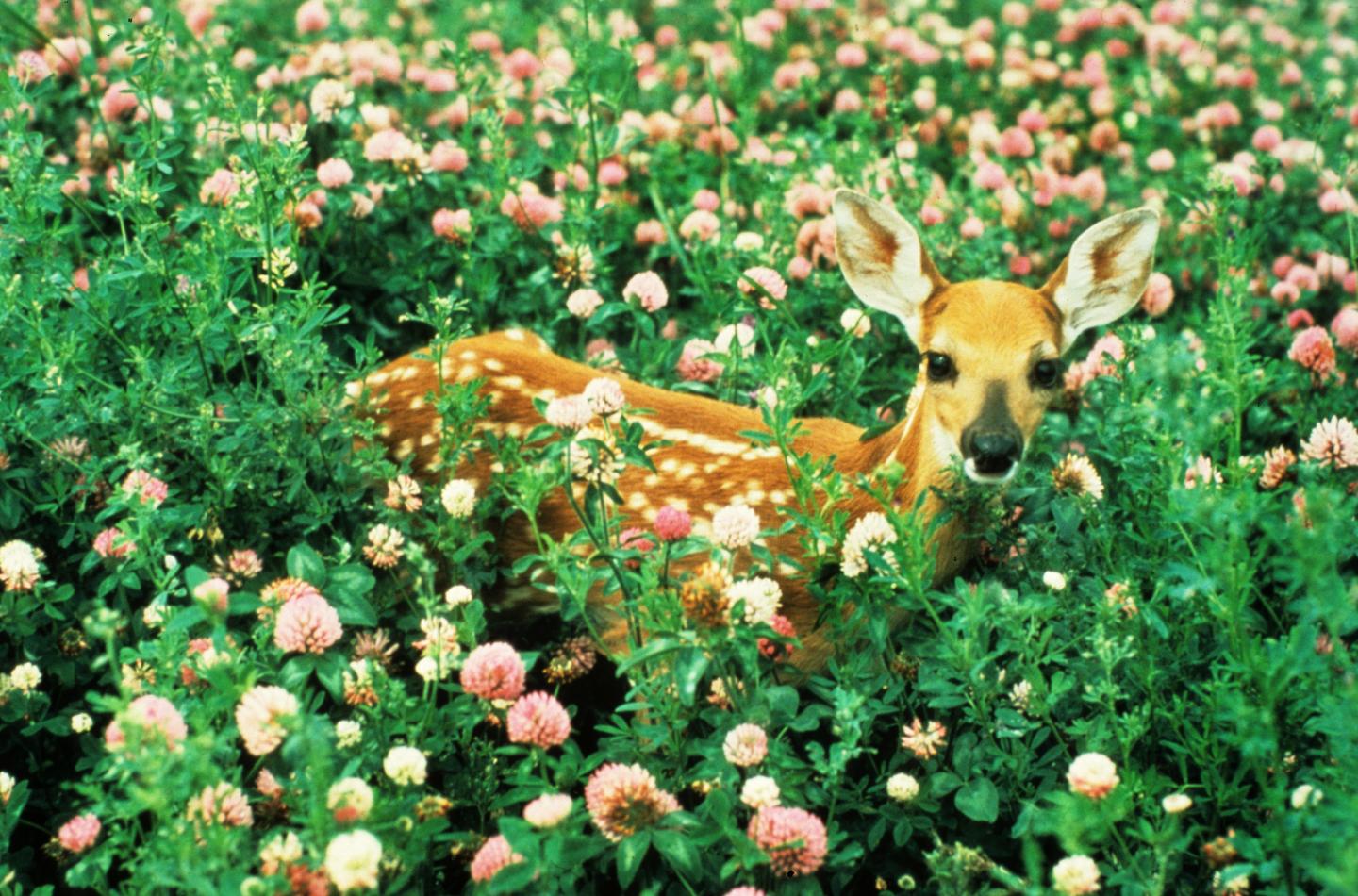 Fawn in Clover