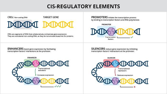 How DNA switches work