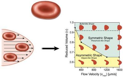 Slipper-Shaped Blood Cells