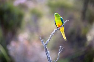 Orange bellied parrot