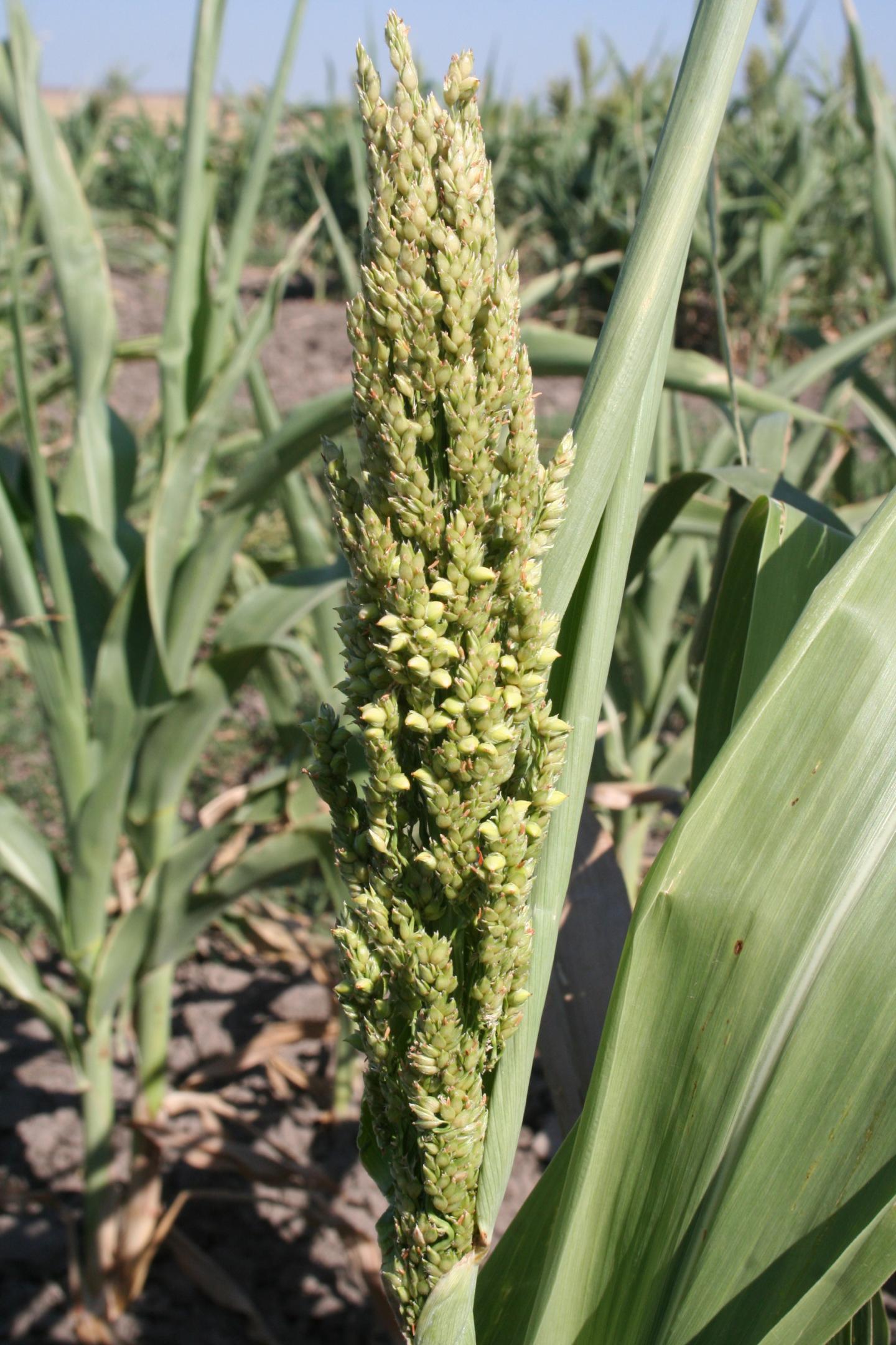 Sorghum