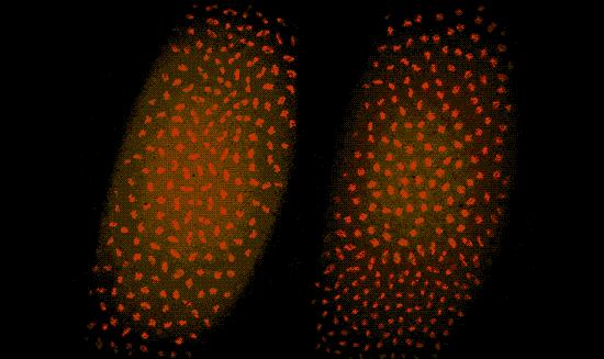 Runaway DNA Replication in Mutant Fruit Fly Embryo