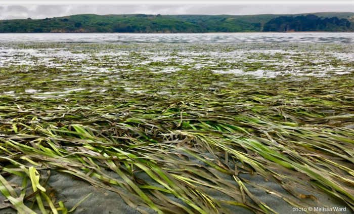 Eelgrass meadow