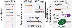 Schematic of a multi-signal integrated precision control guide RNA that enables immediate endogenous gene expression control based on the logic of multiple RNA expression combinatorics