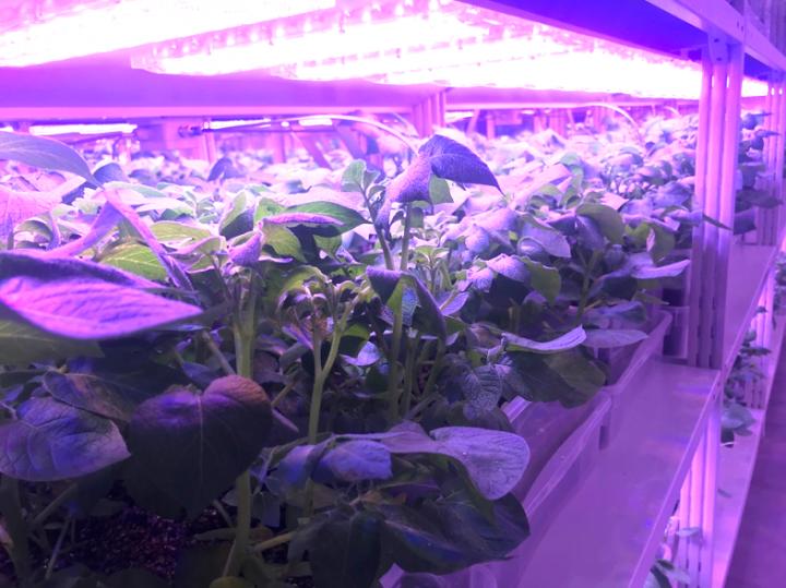 The module stand with automated watering and multichannel LED lighting systems