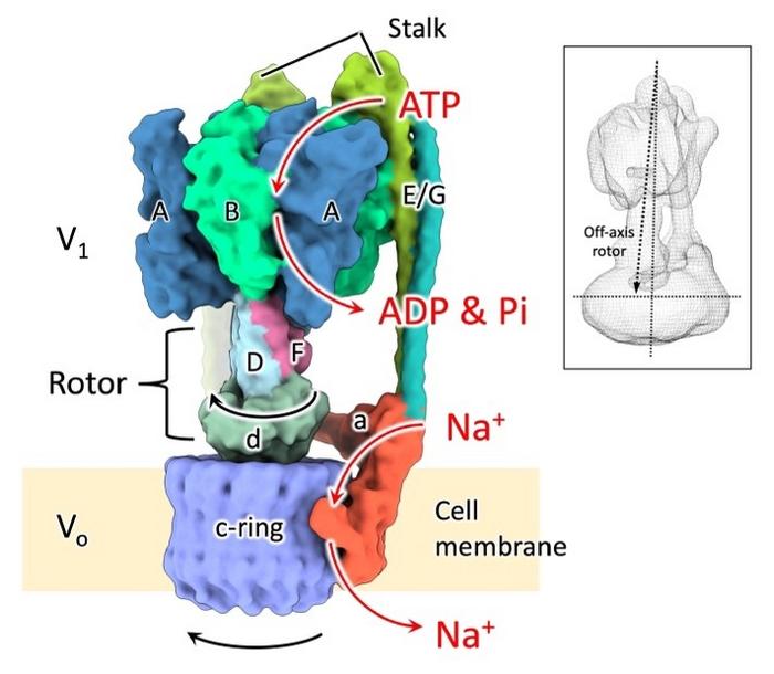 Figure 1. Structure of the rotary sodium ion pump EhV-ATPase.