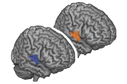 Brain Region Active During Mutual Understanding