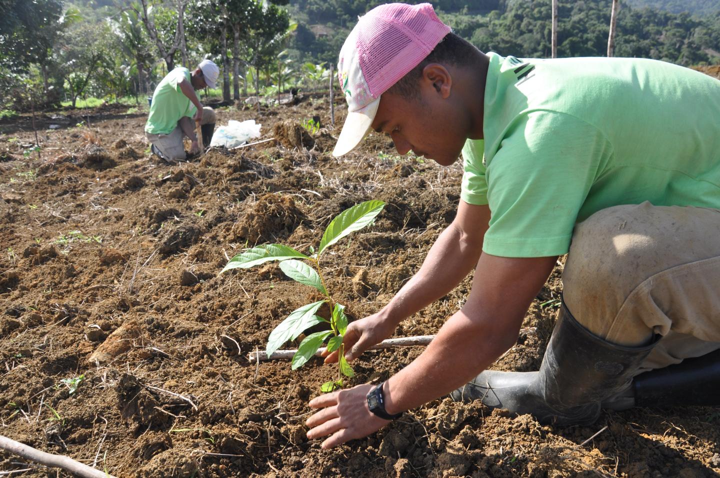 Planting Trees Is No Panacea for Climate Change