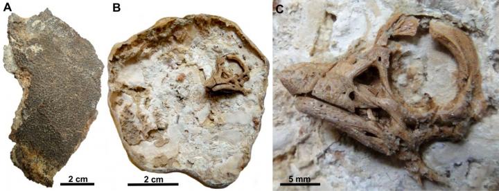 Sauropod Embryo after Acid Preparation