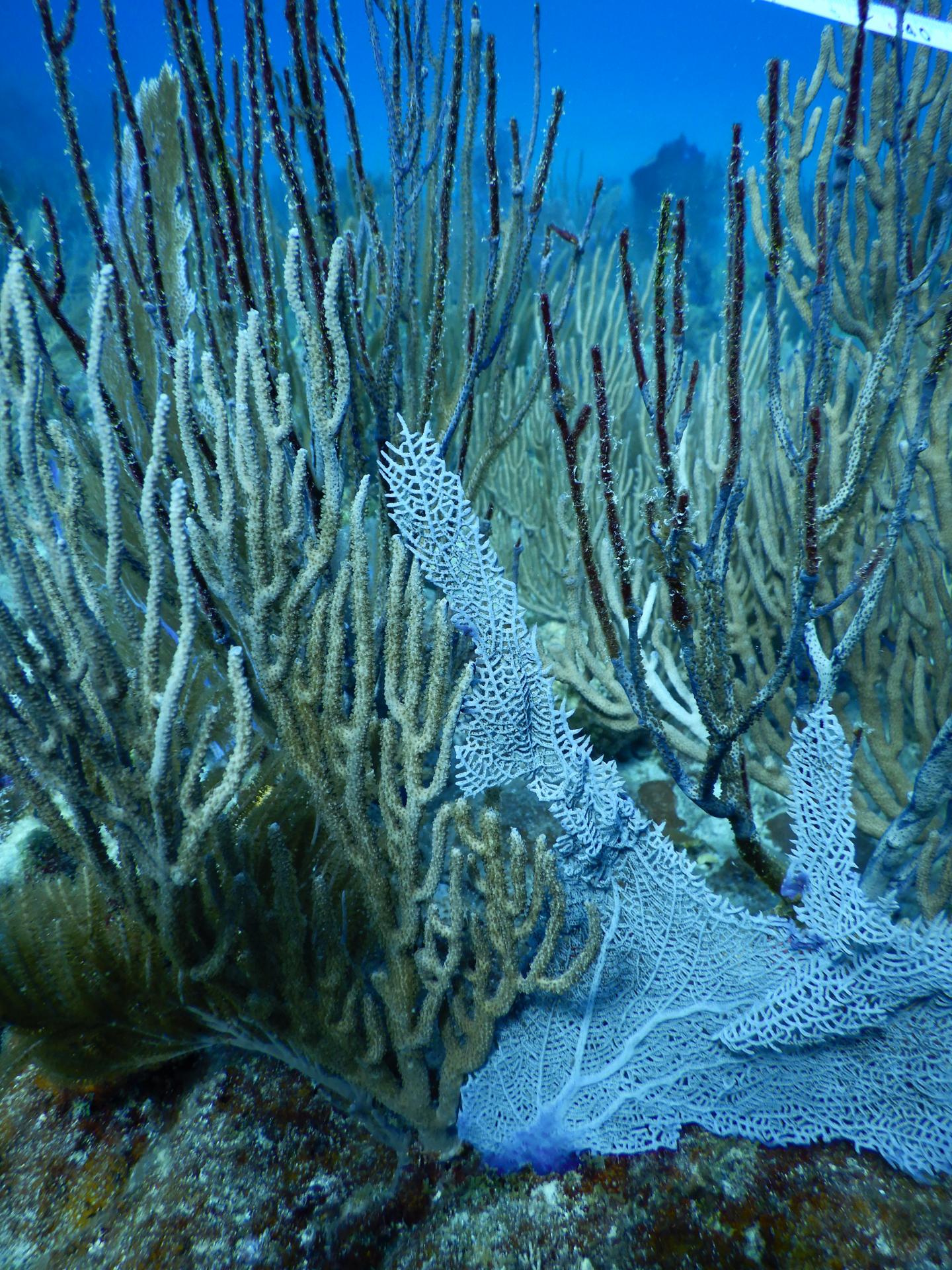 Injured Corals