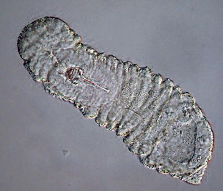 Gnathostomulid <em>Rastrognathia macrostoma</em>