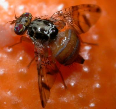 Mediterranean Fruit Fly (1 of 3)