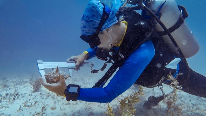 Measuring Conch in The Bahamas