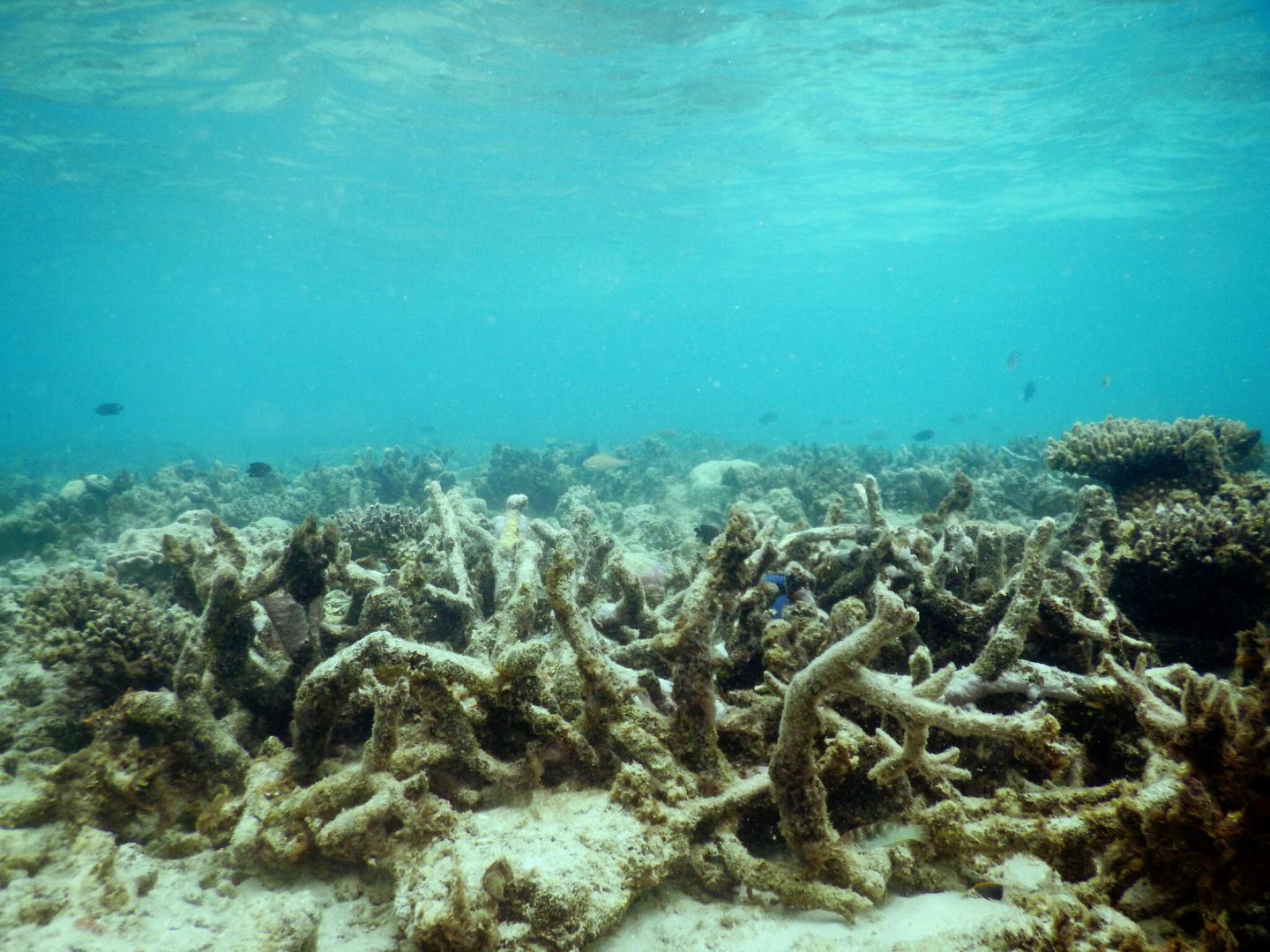 Images  of  Degraded  Coral  Reefs  at  Lizard  Island 2