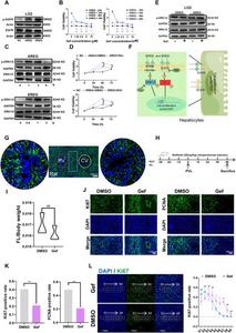 EGFR mediates hepatocyte proliferation and liver regeneration.