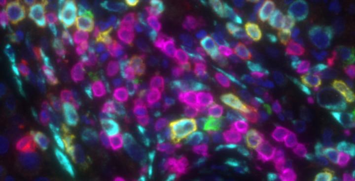 Immunostaining on B Cells