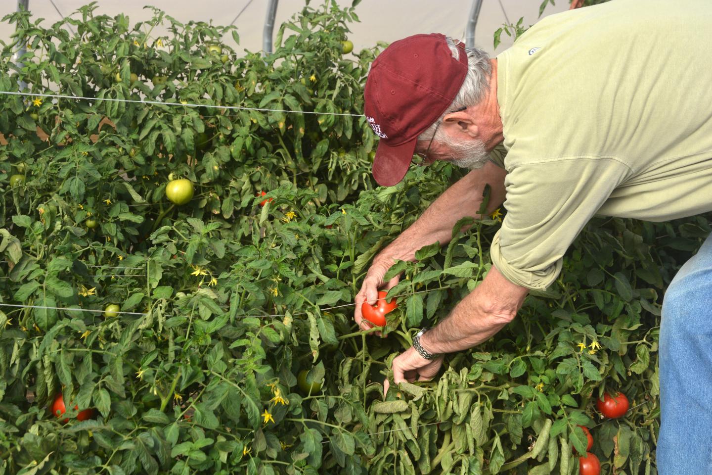 Dr. Charlie Rush with High-Tunnel Tomatoes