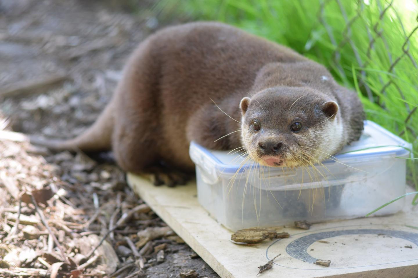 Asian Short-Clawed Otter