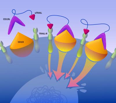 Researchers Overcome Radiation Resistance in Leukemia With an Engineered Precision Medicine