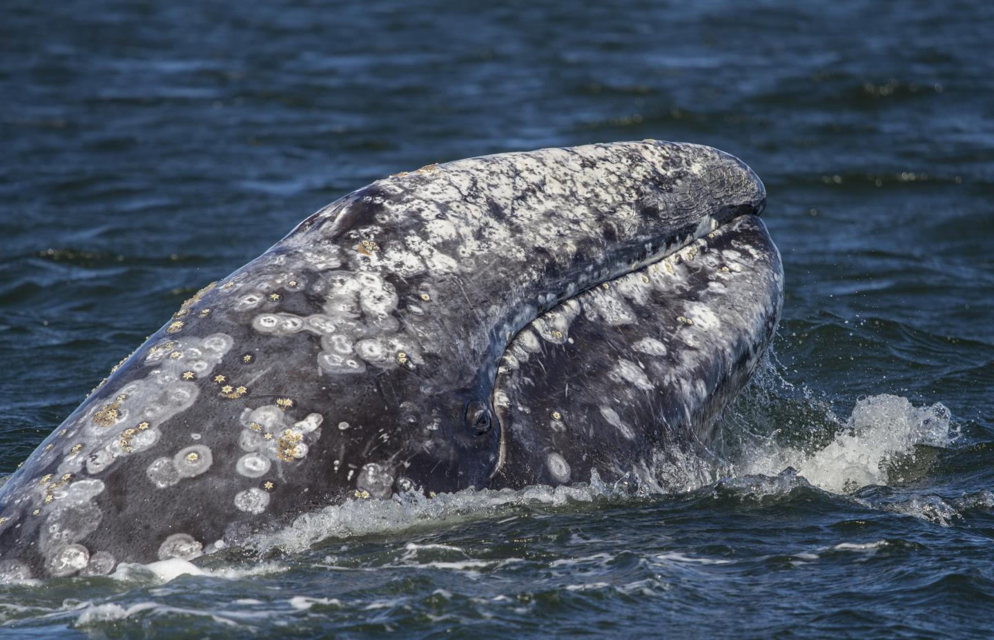 Gray Whales