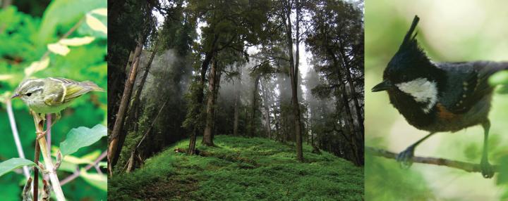 Mixed Coniferous Forest