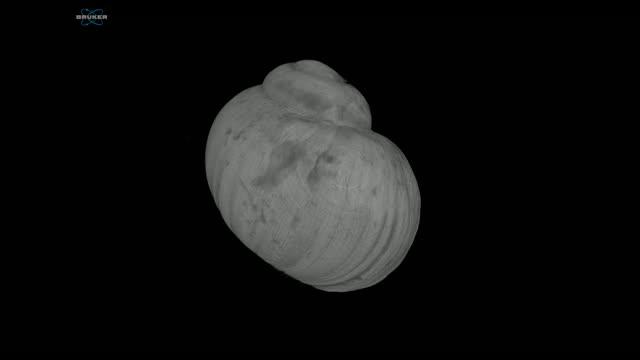 CT Scan of Real Shell