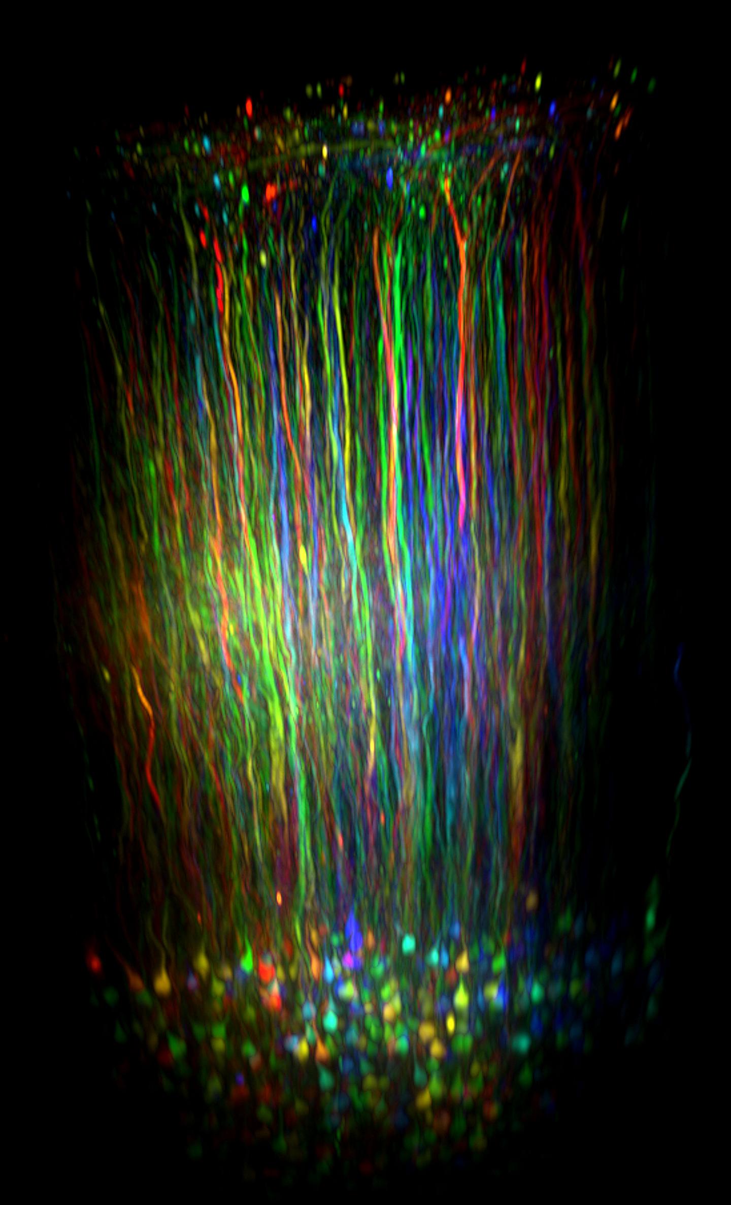 The neurons of layer 6 in the visual cortex.