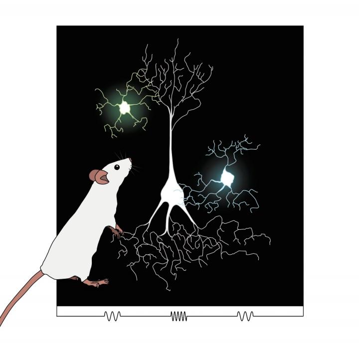 Researchers Discover Hidden Brain Pathways Crucial to Communication