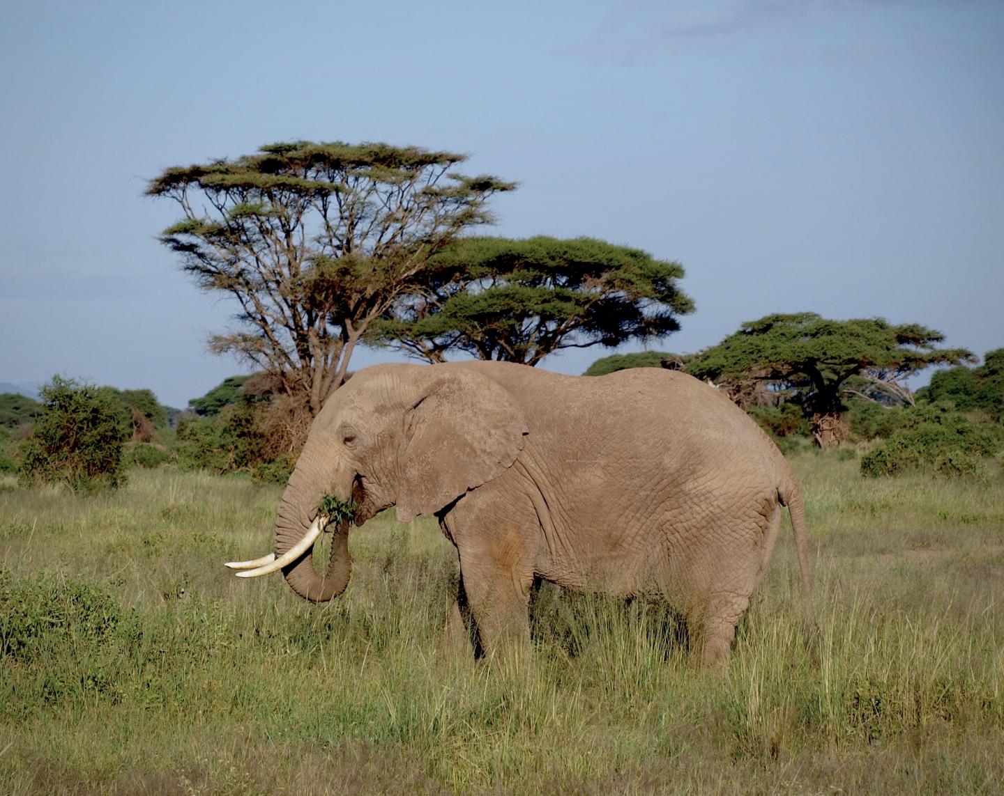 Elephant in Savanna