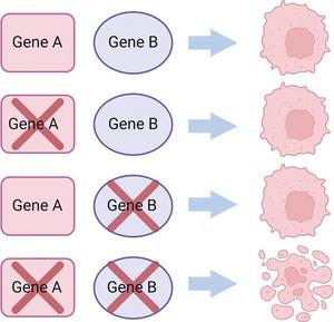 Synthetic lethality refers to the combination of defects in two genes that ultimately leads to cell death