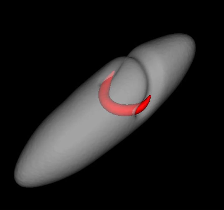 Decaying Vortex Ring