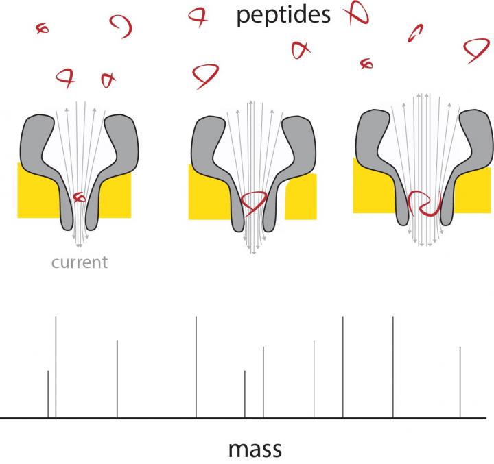 Measuring Peptide Mass Using Nanopores