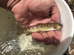 McCloud River Redband Trout, O. mykiss calisulat