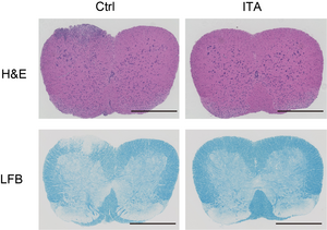 Effects of itaconate treatment