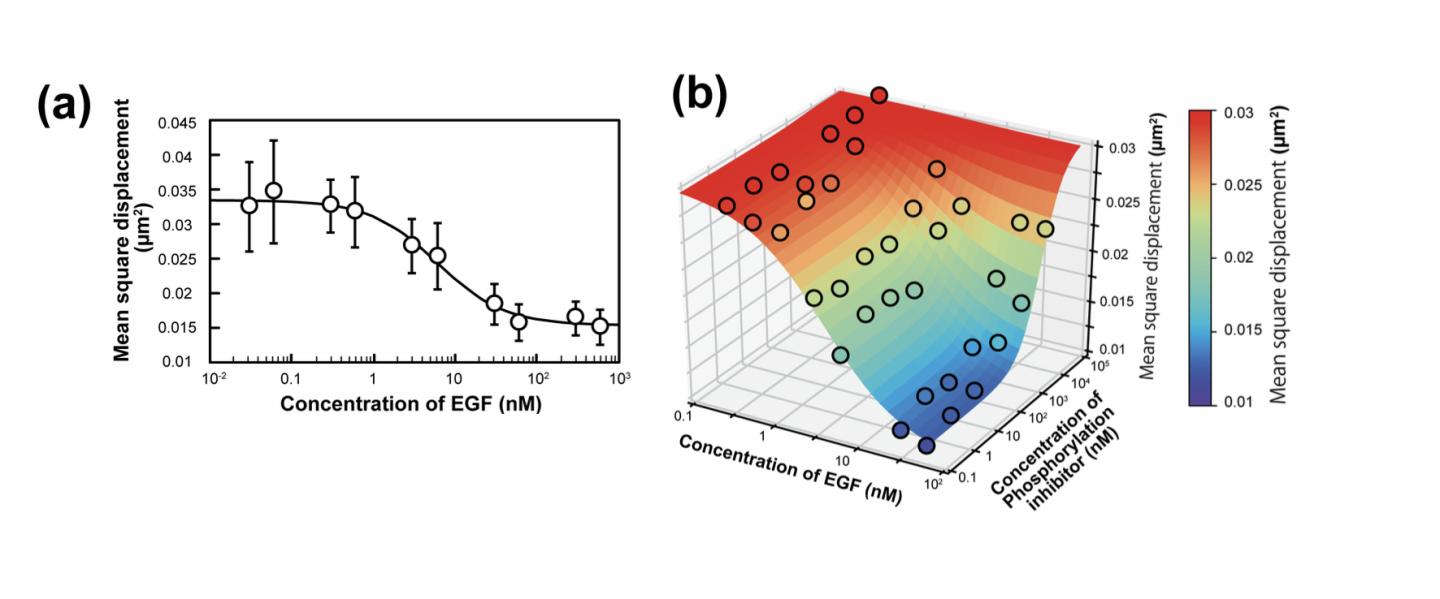 Fig.3 The Observed Changes in the Single-Molecule Behavior of Epidermal Growth Factor Receptor