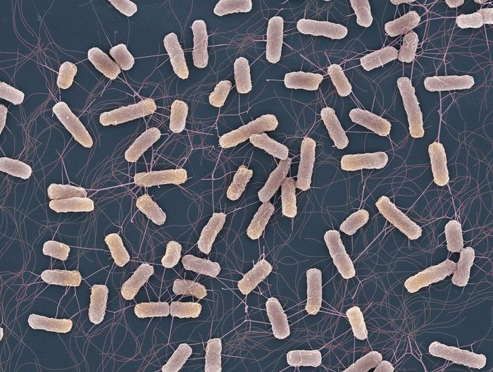 Salmonella bacteria