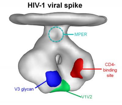 HIV Spike