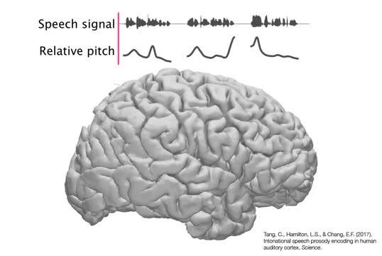 Video Demonstrating Brain Activity in Response to Speech Intonation