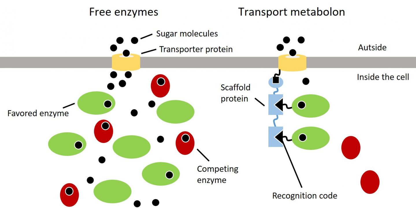'Molecular Conveyor Belts'