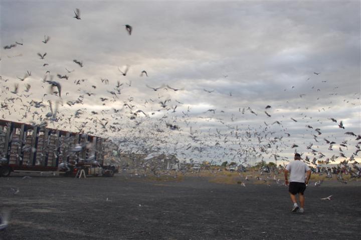 Perpignan Pigeon Race
