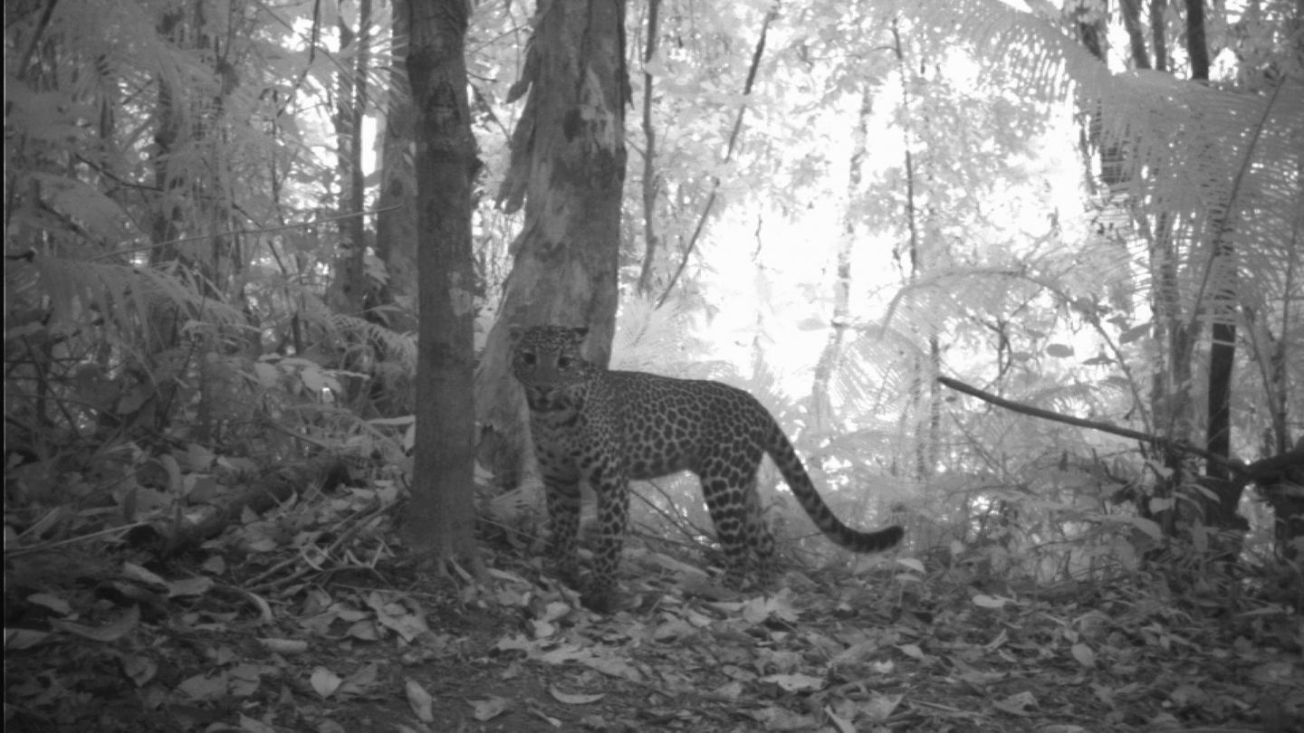 Map of Javan Leopard Distribution Provides Guidance for Conservation Efforts