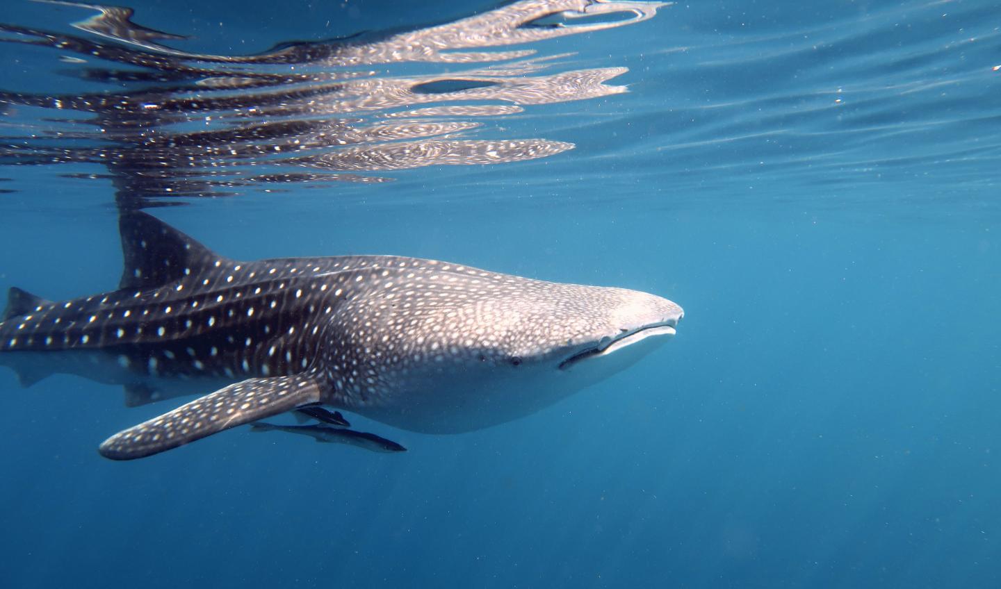 International Team of Marine Scientists Complete Six-Year Whale Shark Study (1 of 2)