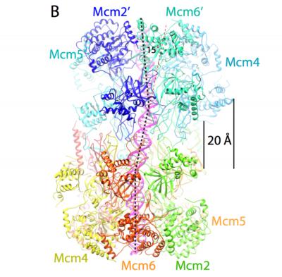 The Double Helix about to Be Unwound