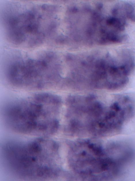 <em>Aedes aegypti</em> Embryo