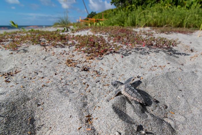 Loggerhead Hatchling Crawl