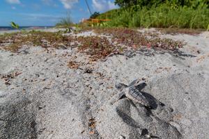 Loggerhead Hatchling Crawl [IMAGE] | EurekAlert! Science News Releases