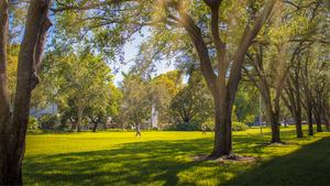 University of Miami campus trees